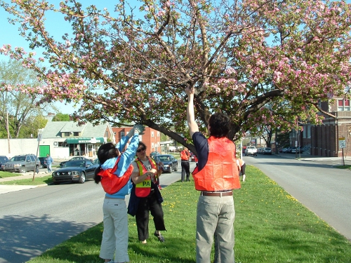 Tree Pruning, Collegiate Academy Students